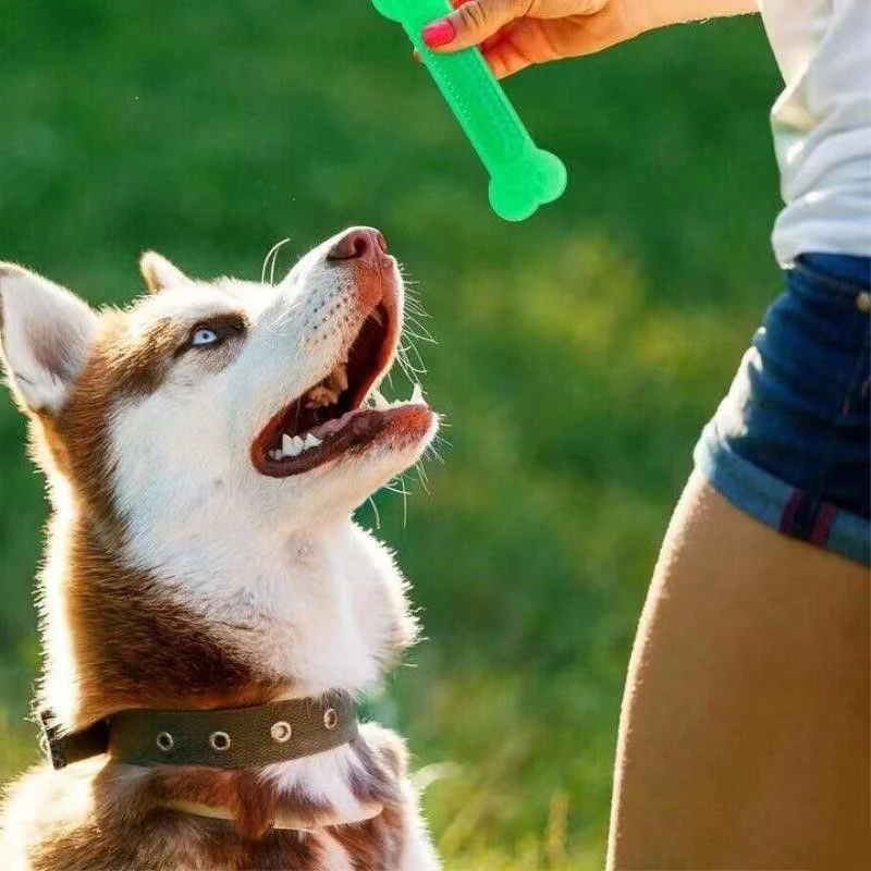 Mainan Kunyah Tulang Anjing Su - Training Clicker Dog ulasan dan harga