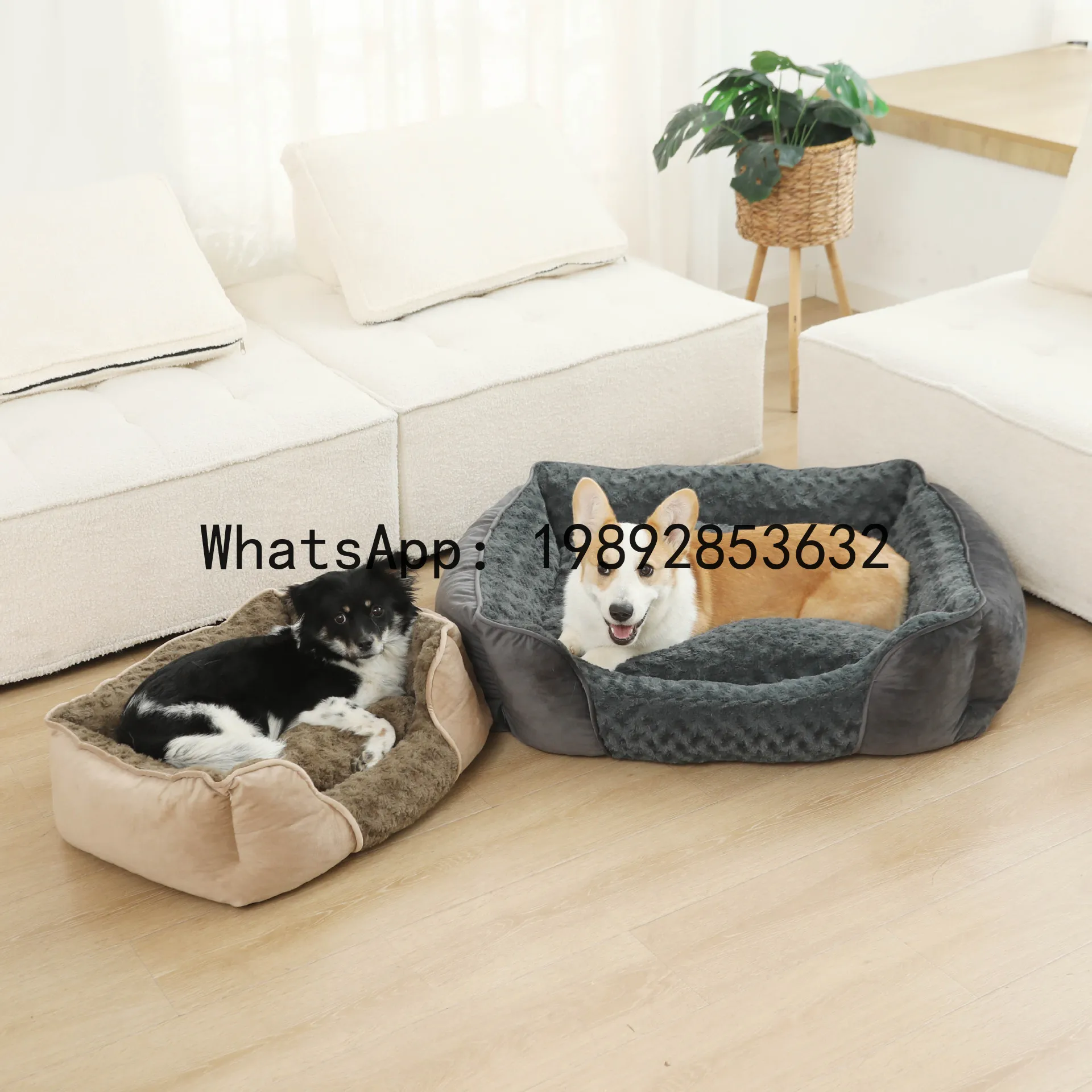 Rumah kucing X, kandang anjing - Pet X Supplies & Tack Howell ulasan dan harga