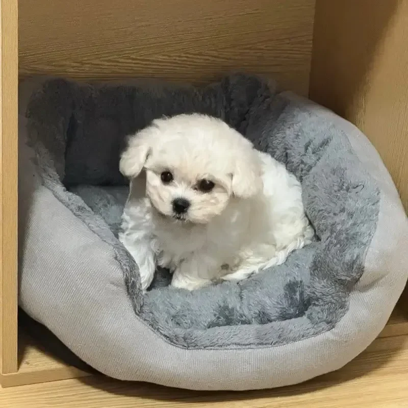 Tempat Tidur Anjing Hangat San - Pet Supplies Dog Wash ulasan dan harga
